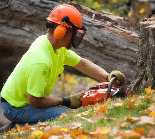 tree services Chesterfield